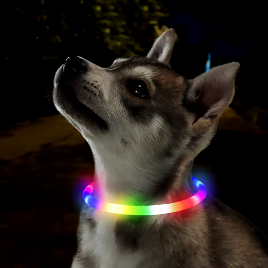 GloGuardian Collar